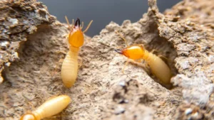 termitas y la humedad